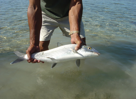 Cuba Bonefish